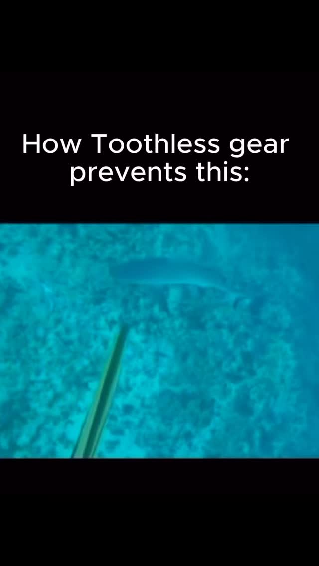 🦈Grab your 8 pack now at the link in bio!
#spearfishing#freediving#underwaterhunting#spearfish#scubaspearfishing#spearfisherman#oceanlife#speargun#divegear#underwateradventure#catchandcook#saltlife#spearfishinglife#spearfishinggear#sharkencounter#underwaterlife#toothlessgear#deepdive#spearfishingcommunity#spearfishingvideos