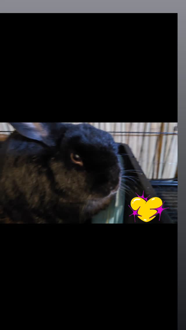 Arlo, you are too sweet for us😅!!! We are over the moon to have you back at the bunny hotel, we know you are enjoying your stay!! Welcome back
#thecoolbunnysitters #rabbitsitting #petsitting #bunnylovers #bunnysitting #bunny #rabbit #petcare #petcareservices