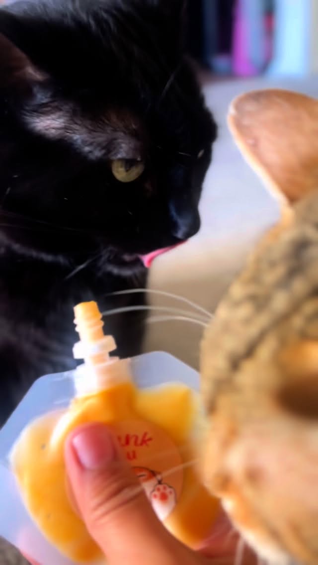 Salmon & carrot purée 🍣🥕