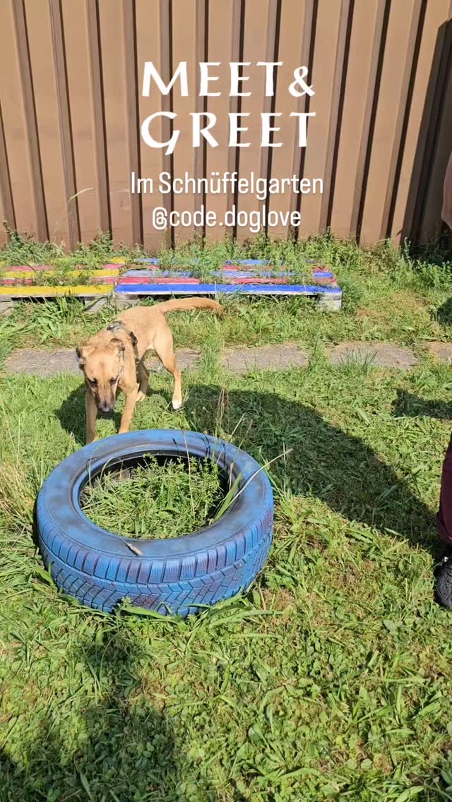Ein tolles Meet&Greet gab es heute mal wieder im Schnüffelgarten 🫶🐾 kein unkoordiniertes "die wollen nur Spielen" sondern Begegnungen mit Verständnis und Rückhalt.
Ein erfolgreiches und lehrreiches Treffen für alle beteiligten. Danke Juna, Shaya, Shoresy, Bailey, Jocke, Louis und Orea das ihr heute das Meet&Greet besucht habt😊🥰
#schnüffelgarten #codedoglove #meetandgreet #hundeverhaltenverstehen #hundesprache #hundseindürfen #sonntag #fricktal #zurzibiet