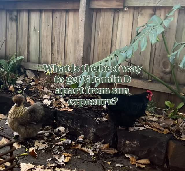 What’s the best way to get vitamin D other than being in the sun?
Eggs eggs eggs eggs
The chickens spend all day scratching around in the sun eating plants (including ones you don’t want them to 😫) & bugs, all is which are capturing the sun and putting it in a neat little package for you 🥚 🥚 🥚
Cod liver oil is my other go to. You can find it on my website.
As for synthetic #vitamind supplements? Chuck them in the bin. They’re toxic to the liver & kidneys & they can interfere with calcium/potassium ratios, depletes magnesium & vitamin A & dysregulates thyroid hormones. You can’t replace what the sun gives us with something made in a lab.