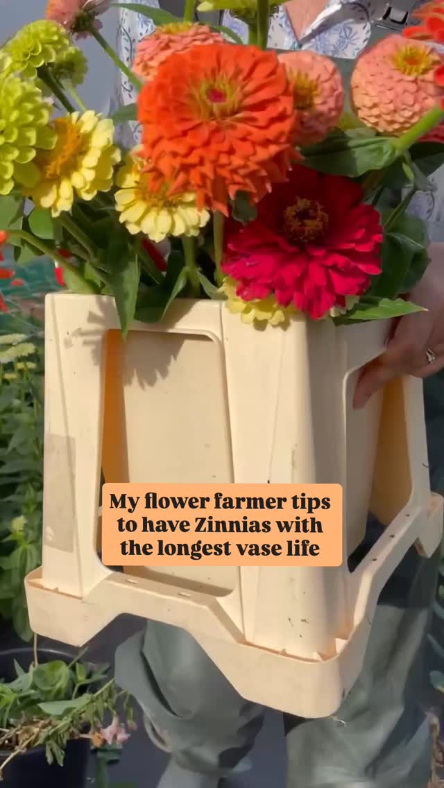 It’s awful when flowers flop! Learning these top flower farmer and floristry tips will makes all the difference. #Floristry #flowerfarmer #cutflowergarden #zinniasofinstagram