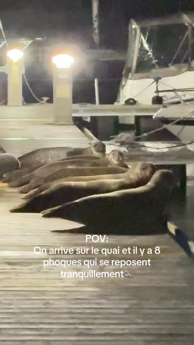 Depuis le début de notre couple, on adore observer les phoques du bord de l’eau… les voirs nager, s’amuser et sauter un peu partout sur le bord de la mer, mais on doit avouer que de se retrouver aussi près de ce groupe était assez impressionnant!
On aurait assurément pu s’approcher plus mais on voulait éviter de les stresser #phoquegris #marina #gaspesie #phoque #uniqueexperiences
