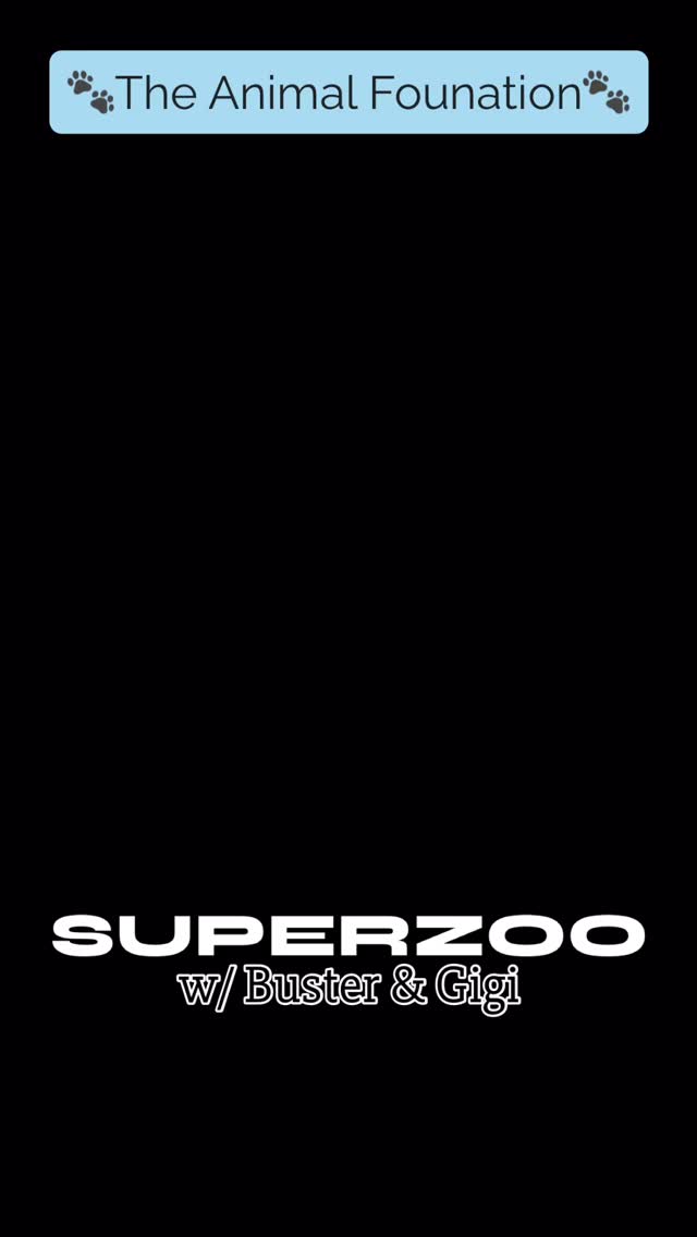 🐾 SUPERZOO Las Vegas 🐾
Got to volunteer for @theanimalfoundation at @superzooshow here in Las Vegas to handle these 2 cuties, Buster (2yr old pittie mix) & Gigi (6yr old bully mix) who are up for ADOPTION!
Both Buster & Gigi did so good meeting new friends & enjoying themselves with treats, rubs & attention! Let’s get these two adopted!
Contact @theanimalfoundation for more info on Buster & Gigi 🫶
#abetterpetdogtraining #theanimalfoundation #superzoo #adoptme #fureverhomeneeded #adoptdontshop #dogreels #dogsoflasvegas #explore #vegasdogs #mustlovedogs #lasvegasdogtrainer #lasvegaspets #superzoo2025 #adoptmeplease #pittiemix #bullymix #doglife🐾