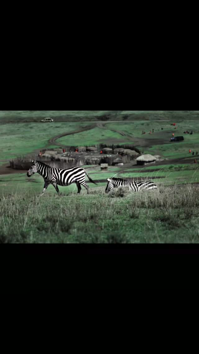 Adventure and cultural tourism in the heart of Tanzania 🇹🇿
#maasindasafaritours #tanzaniasafari #tanapa #naturelover❤️ #africanwildlife