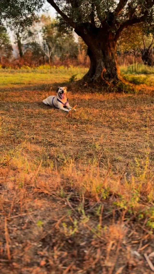 Non riesco a immaginare un mondo felice senza i nostri cani ❤️🩹
#canefelice #canifelici #caniinlibertà #campagna #cariadidrapia #calabria #vacanze2025 #natura #tramonto #ulivi #caniliberi #cani #amoicani❤️ #educatorecinofilo #istruttorecinofilo #educazionecinofila #educareallafelicità #educareallalibertà