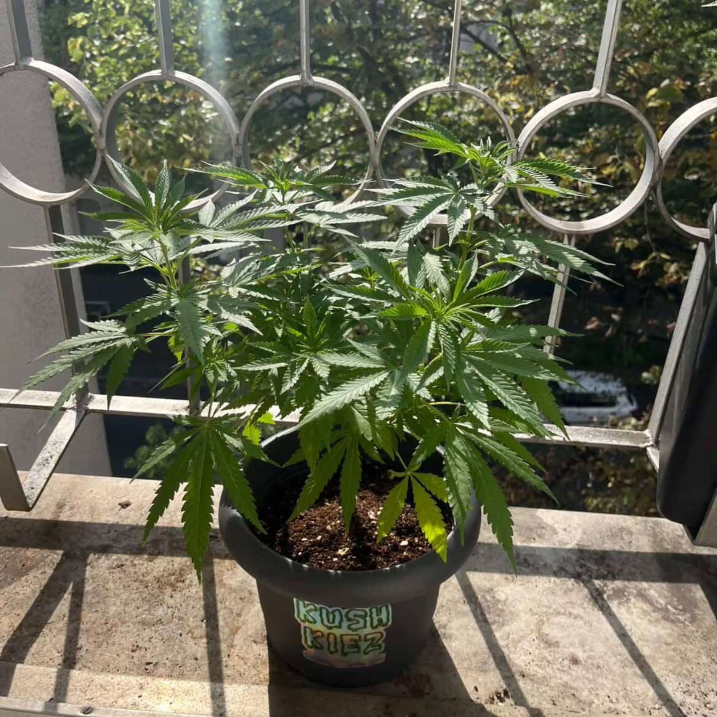 💚🪴💚 Happy balcony season! Here we have a beautiful cheese 🧀 from a KushKiez Fam @aprilleetw - looking good!
New autos available check them out
v v v v v v v v v v v v
---> @kushkiez <----
#kushkiez #pflanzen #plants #balcony #420 #season #germany #homegrown #cheese