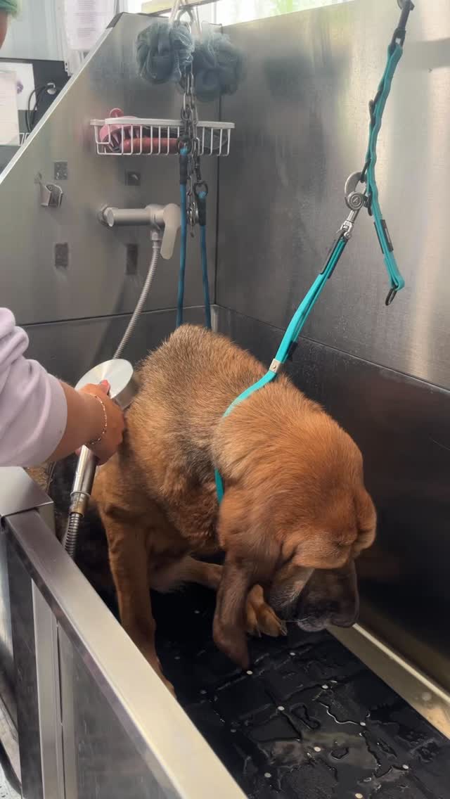 Daisy Mae💕 Groom by Ariella! 🛁 @ariellagillettgrooming