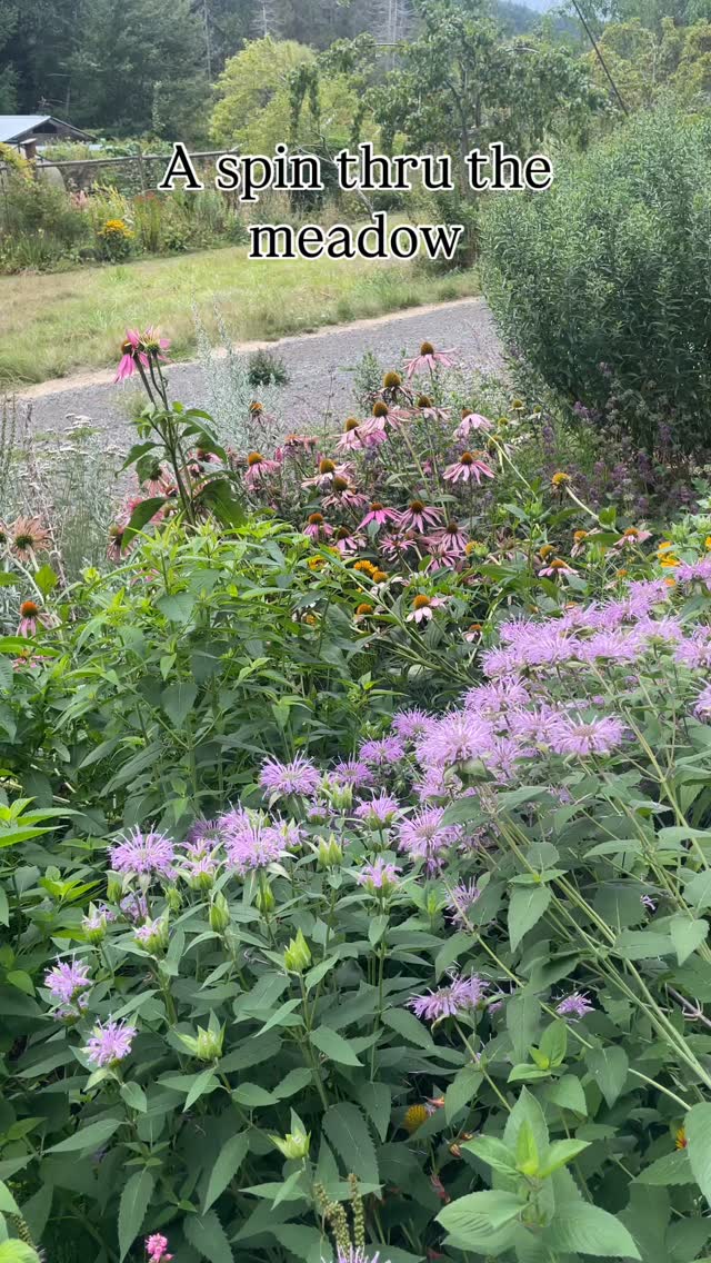 5 months since planting. Getting by with no irrigation. Bees loving it!