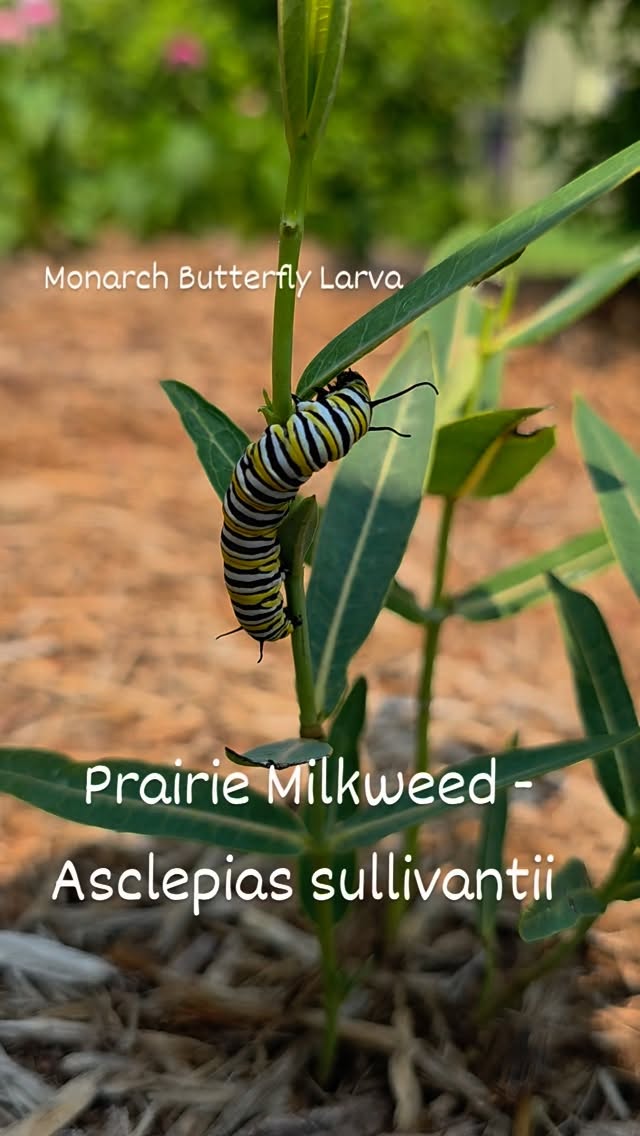 Prairie Milkweed (Asclepias sullivantii) is a host plant for the Monarch Butterfly and Milkweed Tussuck Moth. It prefers moist soils, but seems to be successful growing in the rich soil found in this butterfly garden where we are trialing it (I would consider this area to be moderate in terms of soil moisture). Prairie Milkweed typically grows to a height of 2-3 feet and spreads less aggressively than Common Milkweed making it a better option for small to medium gardens and landscaping around the home.
#pollinatorgardens #feedthebees #ecologicaldesign