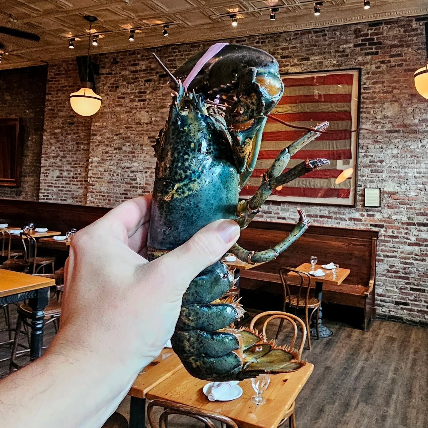 💙🦞 Ever seen a blue lobster? Neither had I — and I’ve been a chef for 25 years. They say the odds are 2 million… and somehow this beauty landed in front of me.
If this showed up in your kitchen — would you cook it or set it free? 👀👇
#BlueLobster #ChefsLife #RareCatch #Oceanmagic #SeafoodStories #ChefsTable #FromSeaToChef #RareFind #MarineMarvel #NatureCreates #ChefsOfInstagram #SeafoodChef #OneInAMillionCatch #lucky