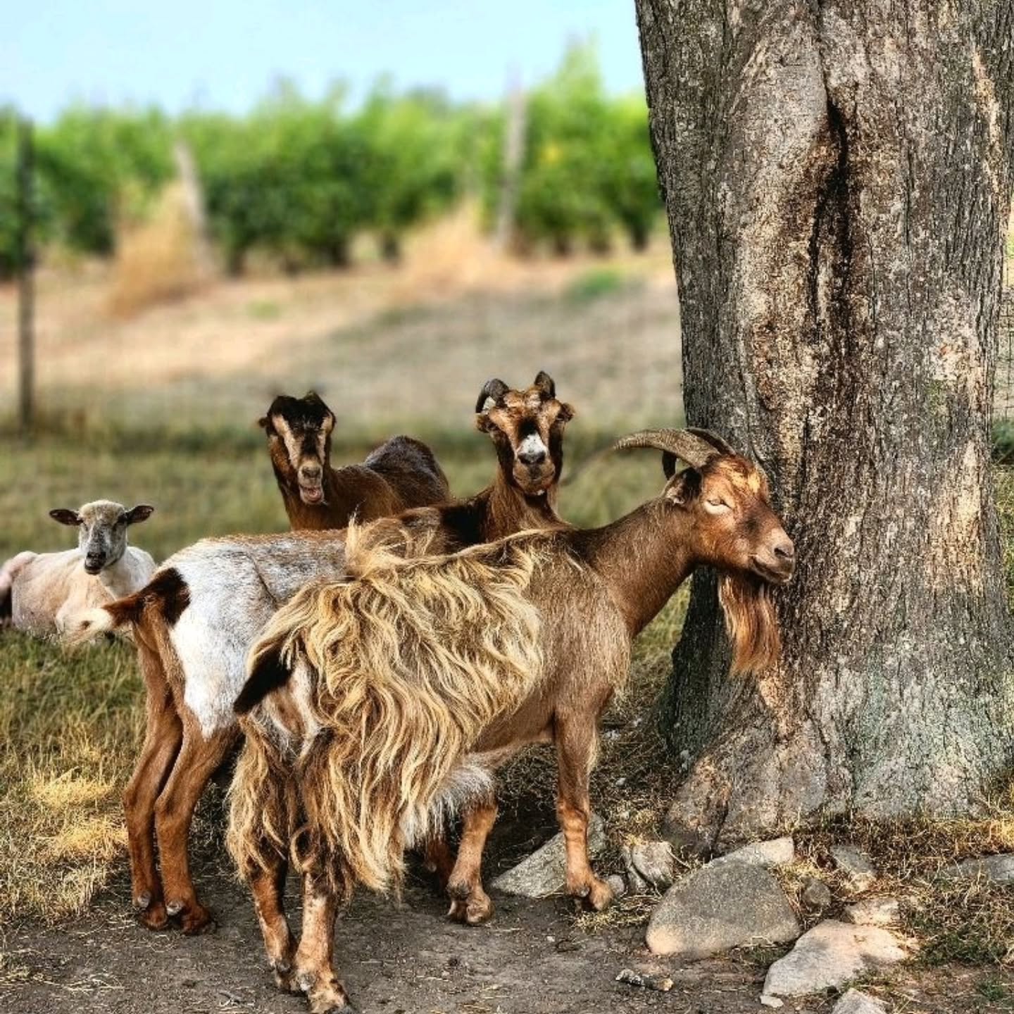 While you’re here for the wine, don’t forget to say hi to our farm animals! From goats to feathered friends, they’re part of what makes Waupoos feel like home.
We’re a family-friendly spot, and the animals love a wave or a “hello” from visitors — but please remember, this is an operating farm, not a petting zoo. Enjoy the views, snap some photos, and soak in the country charm.