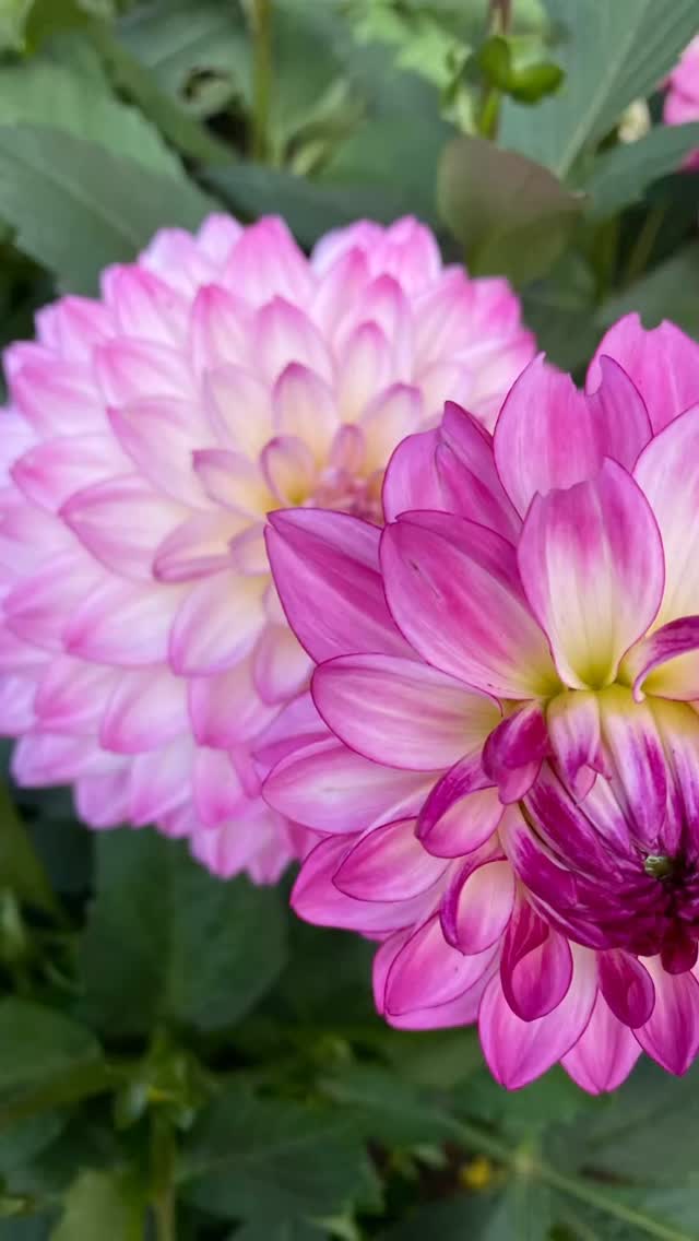 Dahlia âsincerity rose bicolourâ really looking beautiful as we slide into late summer! #dahlia #merlinlawncare #gardencare #horticulture