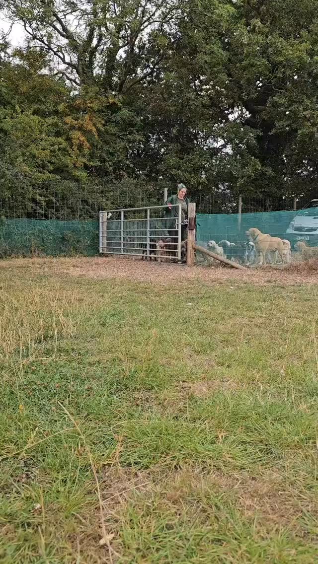 Running in to a wonderful Thursday with a happy and relaxed pack! #packgoals #doggydaycare #castledonington #mansbestfriend #dogsbeingdogs #staffie #cockerpoo #boxer #germanshepherds #dogsofinstagram