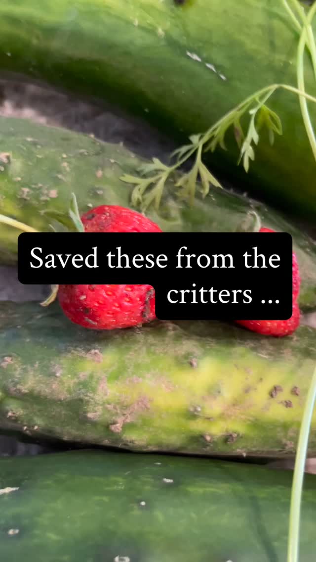 Okanagan Blessed
#earthing #harvest #hardwork #organic #gardening #gardenlife #feedthefamily