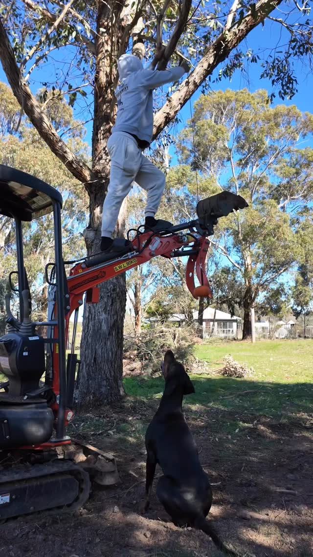 MAKO HAVING SOME FUN 🤩
#dobermann #puppylove #european_dobermanns #dobielove #dobe #forrerndobermanns #eurodoberman #puppiesofinsta #dobermannpuppies #puppies