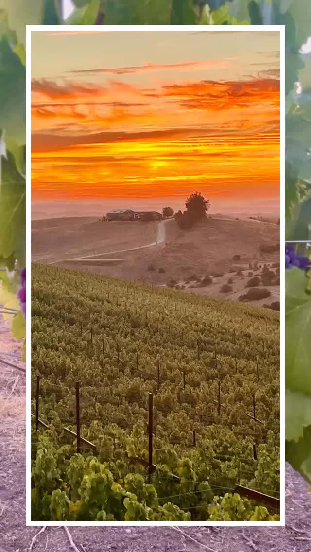 Hot days, cool nights — the perfect recipe for ripening vines 🍇☀️🌙 Harvest is just around the corner! #VineyardVibes #HarvestCountdown