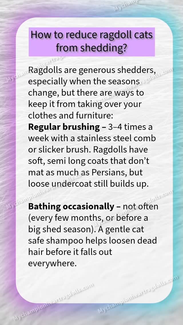 I have been asked this a handful of times. I wanted to have this out there for reference.
Share, save, like, or comment your go to cat shedding hack. I would love to hear your input. 🙏
#catsheddinghacks