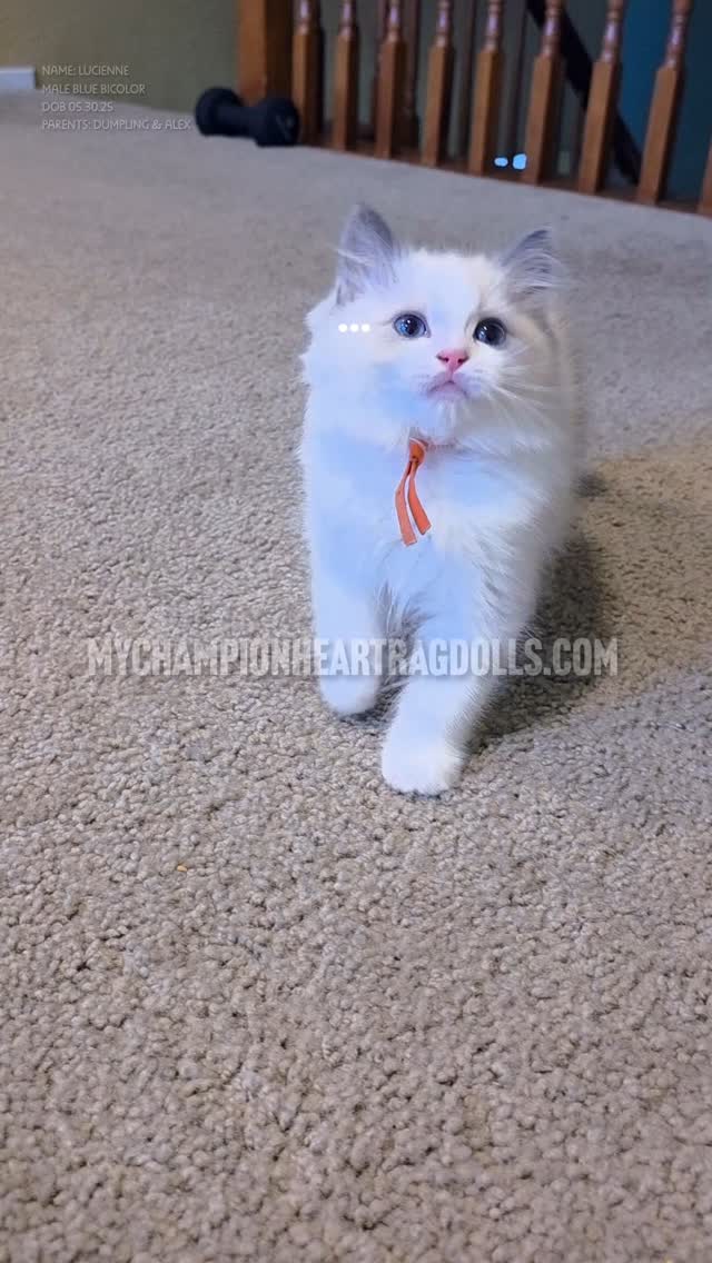 🚫No longer Available 🚫. Another video of Lucienne.
DOB: May 30, 2025
Male blue bicolor
Parents:
MyChampionHeart Dumpling
CH. Diamonddolls Alexander
For those inquiring, a screening questionnaire is required. Visit MyChampionHeartRagdolls.com.
Email complete questionnaire to MyChampionHeartRagdolls@gmail.com
#bluebicolorragdolls