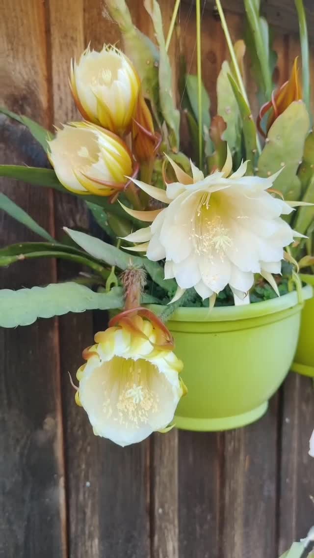 ✨ Ein kleiner Zauber der Natur ✨
Mein Epiphyllum zeigt heute seine ganze Schönheit 🌺🌵
Diese Blüten öffnen sich nur für kurze Zeit – umso kostbarer ist jeder Moment. 💖
#epiphyllum #epiphyllumliebe #epiphyllumblüte #kaktusblüte #kaktusliebe
#sukkulentenliebe #sukkulentenfreunde #kaktusfreunde #pflanzenliebe #pflanzenfreunde
#gartenliebe #blumenliebe #blütenpracht #pflanzenglück #blumenglück
#grünerdaumen #gartenfreude #naturfotografie