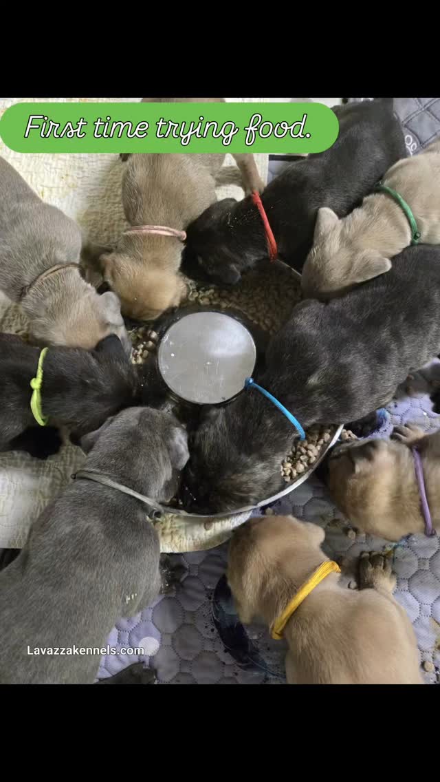 #dogsofinstagram #dogkennelcanecorso #canecorsoofinstagram #canecorsofans #canecorsolife #canecorsolover #canecorsopuppy #canecorsoloversofinstagram #canecorsoitaliano #canecorsokennel #availablepuppies #canecorsopuppies #dogsofinstagram #rehoming #doglife #akcgrandchampion #dogoftheday #doggo #doggram #doggyeyes #cuteanimals #cutedogs #dogloversofinstagram #dogkennel #dogbreeder #akcshowdog #akcchampion #AKCshow #AKC #dogkennel