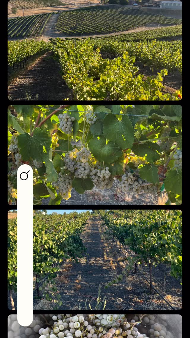 🌾 Harvest 2025 is on the horizon! 🍇✨
We’re out in the vineyard testing sugars, checking ripeness, and forecasting the perfect pick dates.
Long days, early mornings, and lots of tasting (the fun part 😉) as we get ready to bring in the crop. Stay tuned as we count down to harvest… the best is yet to come! 💫
#Harvest2025 #SugarTesting #VineyardLife #WinemakingJourney #CrushSeason #GrapesOf2025 #FromVineToWine