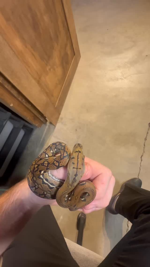 I love the “normal” Aztecs!!! All are 50% Kayuadi poss het white/mocha.