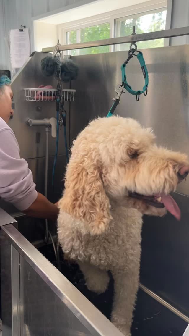 Take a peek into the grooming process with @ariellagillettgrooming 👌🏼💕🤩