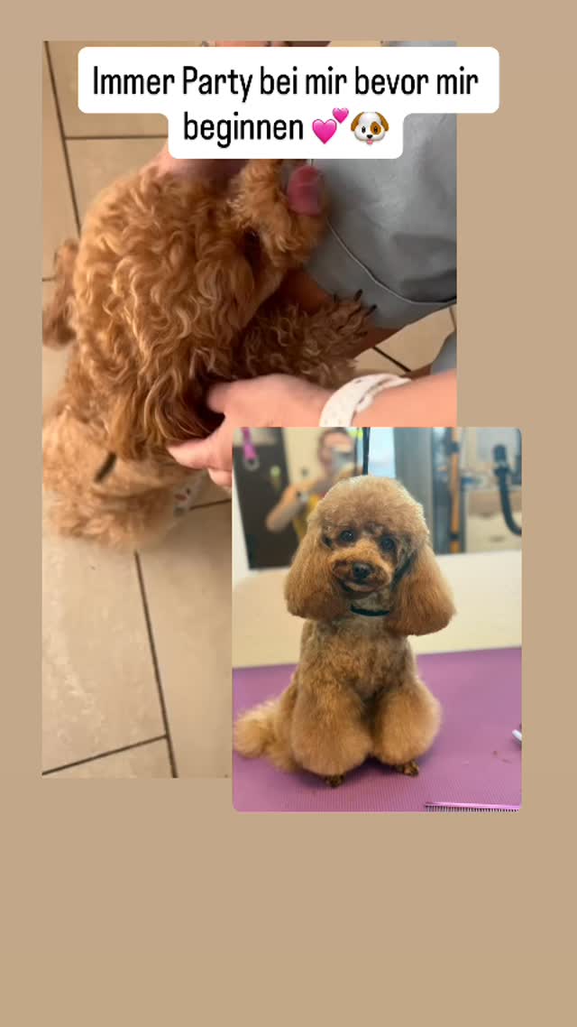 #grooming #hundesalon #luzern #grooming_luzern #maltese #pudel #bolonka