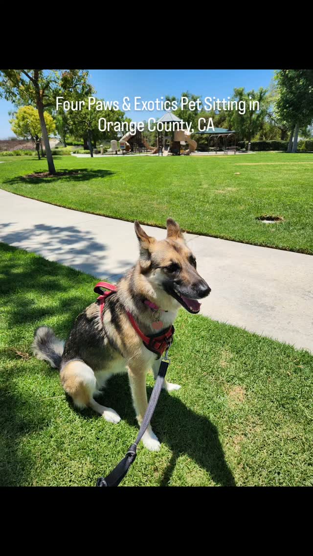 Meet Birdie! Her owners are avid golfers, and when they want to get in a round of golfing, they will reach out to me and book the 60-Minute Dog Walk. Recently, her owners went on a 2-week vacation and booked the Midday Visit with Overnight Stay.
Birdie is special to me because I've been walking her since I started my business, which was 2 years ago! She is very reserved, but once you gain her trust, she will become your best buddy! â¤ď¸
For more information about my dog walking and pet sitting services, please visit www.fourpawsandexotics.com.
#orangecountypetsitter #orangecountydogwalker #petsitting #dogwalking
