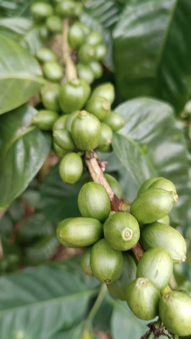 Future #yellowpacamara on the farm of Elmer and Jessy.
🤝 If you’re a roaster seeking a long-term business relationship with those who farm your beans, reach out!
🔗 Click the link in our bio or DM our farming group. We ship almost anywhere on pallets.
#greencoffee #specialtycoffee #nicaragua #naturalprocess #honeyprocess #thirdwavecoffee #anaerobiccoffee #pacamara #directtrade #directtradecoffee #woc #coffeeprocessing #sustainablecoffee #biodynamiccoffee #coffeeroaster #coffeesorting #coffeeroasting #coffeefarm #sampleroasting #goldmtncoffee #besocialbegold #coffeefermentation #carbonicmacerationcoffee #nicaraguancoffee #worldofcoffee #yellowpacamara #yeastcoffee