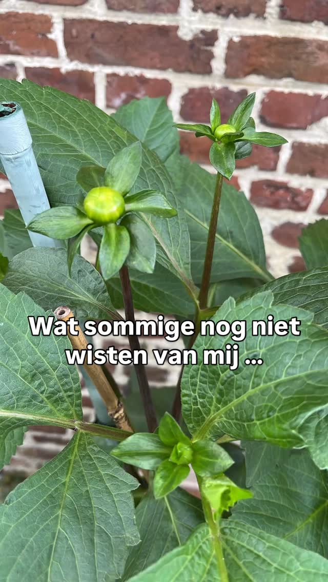 De eerste keer dat ik Dahlia’s plant in mijn tuintje. Whaw 😍
#Dahlia #ladimee #plantliefhebbers