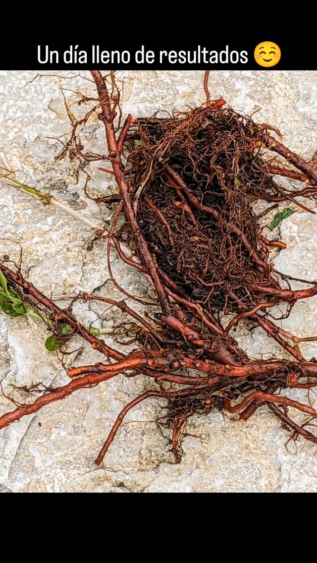 Acabamos una semana de micro cursos de teñido natural. #tintesnaturales♻️ #TallerTextil #tintessostenibles