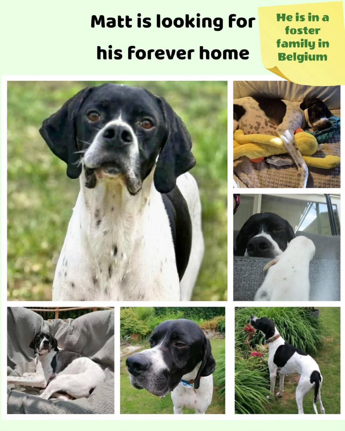 Thank you very much for your contribution
💖🐾 Anonymous donor
€16,31
💖🐾 Carlijn & Bliss v Cronenberg
€10,24
💖🐾 F. Ruiter
€7,68
💖🐾D. Mertens
€10,00
💖🐾Landbouwbedrifde Kock for Freya
€550,00
💖🐾 F. Bosman
€5,0₩
💖🐾 A. Post
€10,24
💖🐾M.Aal
€25,65
💖🐾 E.M.P.van Aarle
€20,00
💖🐾 P.E. Beerman de Man
€25,00
💖🐾J.J. Pieterse
€10,00
💖🐾D. Jonkhart
€7,68
💖🐾 Rene Neuburger
€35,12
💖🐾S.Schavemaker
€10,00
💖🐾Paypall Givingfund lerland
€80,00
💖🐾 Anonynous donor
€10,00
💖🐾 M.C.Klok
€5,00
💖🐾 Noortje Noordermeer
€25,00
💖🐾Nelly Mahu
€15,00
💖🐾J. Priem
€5,13
💖🐾 Anonymous donor
€25,59
💖🐾 Solvis
€20,00
💖🐾 M.Jacobs
€25,65
💖🐾V. Boltek
€10,66
We appreciate your wholehearted support💝
Contact via email: gsprescuehr@gmail.com
Website: https://www.gsprescuehr.com/nl/contact.
#dontshopadopt#englishpointer#englishpointers#englishpointersofinstagram#englishpointerlover#dontshopadopt#rescuedog#rescuedogsofinstagram#pointerlove#pointerlovers#pointersofinstagram#pointerdog#pointeraddicted#pointeraddict#dogsarefamily