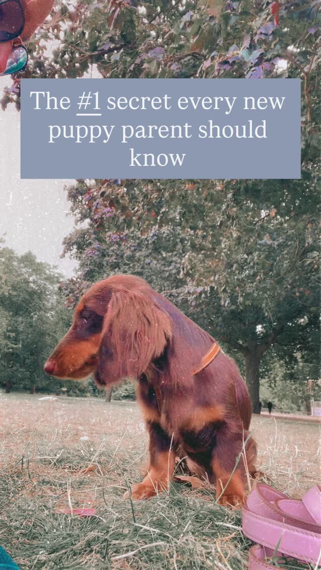 THIS is how you set your pup up for success!
The key to raising a well-behaved (and super loving 💕) puppy is Repetitions + Love + Praise.
When Baby Hazel does her “hands” trick, she’s learning through consistency.
Every small win, every repetition, and every kiss builds trust and confidence. 🐶✨
Start small, keep it fun, and remember:
➡️ Practice daily in short bursts
➡️ Celebrate every success with excitement
➡️ End on a positive note
This is how puppies grow into calm, confident dogs that listen and love to please.
📲 Share this with a new puppy parent who needs a little encouragement today!
#PuppyTrainingTips #NewPuppyParents #LondonDogTrainer #PuppyLove #PuppyTrainingMadeEasy #DogTrainerLondon #DogMomLife #PuppyObedience #PositiveDogTraining #DogTrainerTips
