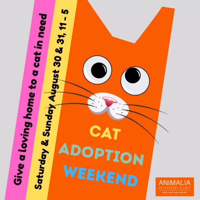 #animaliauae #uae #loveuae #cats #animals #animalwelfareinschools #communitycats #animalrescue #abudhabi #animalcare #vetclinic #veterinaryhospital #veterinaryclinic#mastersurgeon #surgery #adoptdontshop #catadoption #education #animaliapaws #animalwelfareabudhabi#animalwelfareeducation #youthprograms #sustainability #yearofcommunity #uae2025 @animaliauae