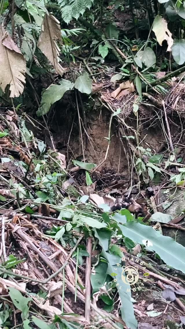 Como no enamorarse? ❤️🫶
Solo amor por nuestra biodiversidad 🥺
Sabes qué especie es?
www.latiendadelmonte.com