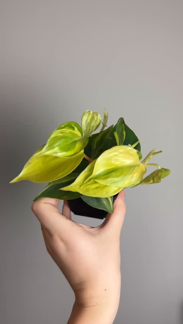 Grab ‘em before they’re gone! You deserve it 😎
Philodendron majestic, monstera Obliqua Peru, & three philodendron carnivals are live now!