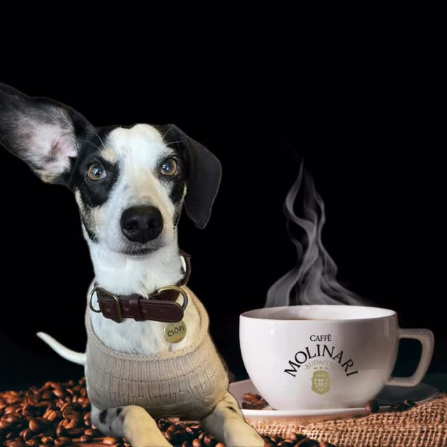 A nap szigorúan csak egy kávéval és egy simivel indulhat!
- Csöpi 🐾 ☕