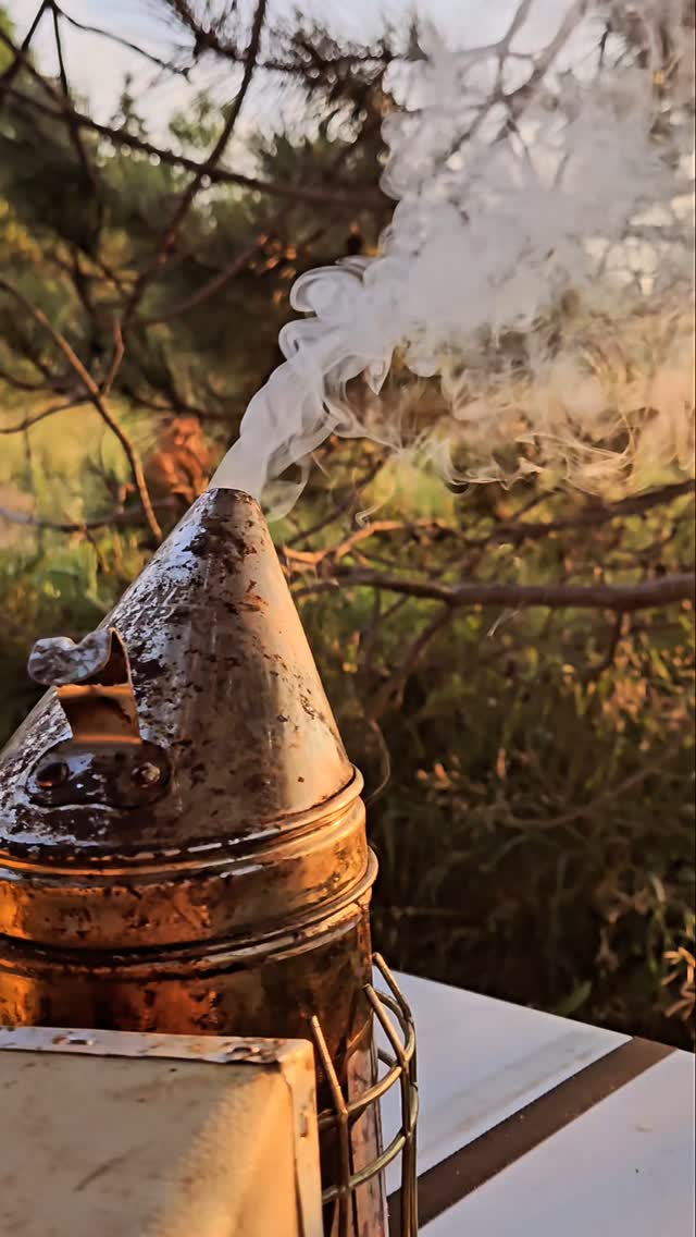Love watching sunsets with my bees 🐝
#apiarysunset #ontariohoney #sunset #beekeepinggirls #beesofinstagram #LocalHoney