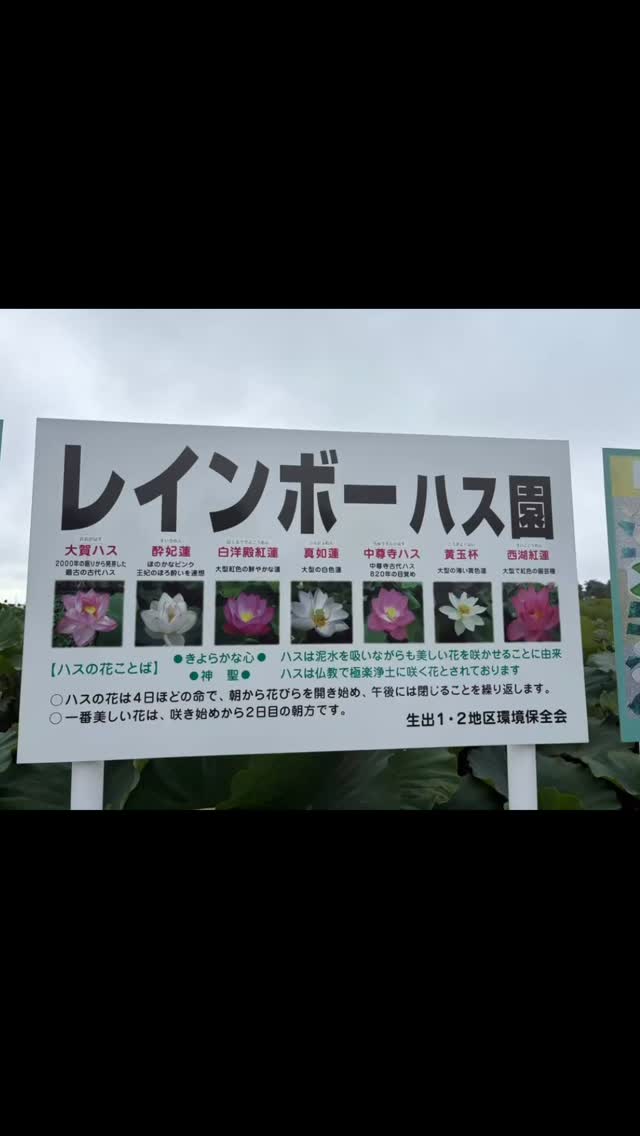 #遺品整理弘光 #レインボーハス園 #蓮 #ハウスクリーニング #生出 #八幡平市 #双頭蓮 #コリーヌドゥガブリエル #双頭蓮