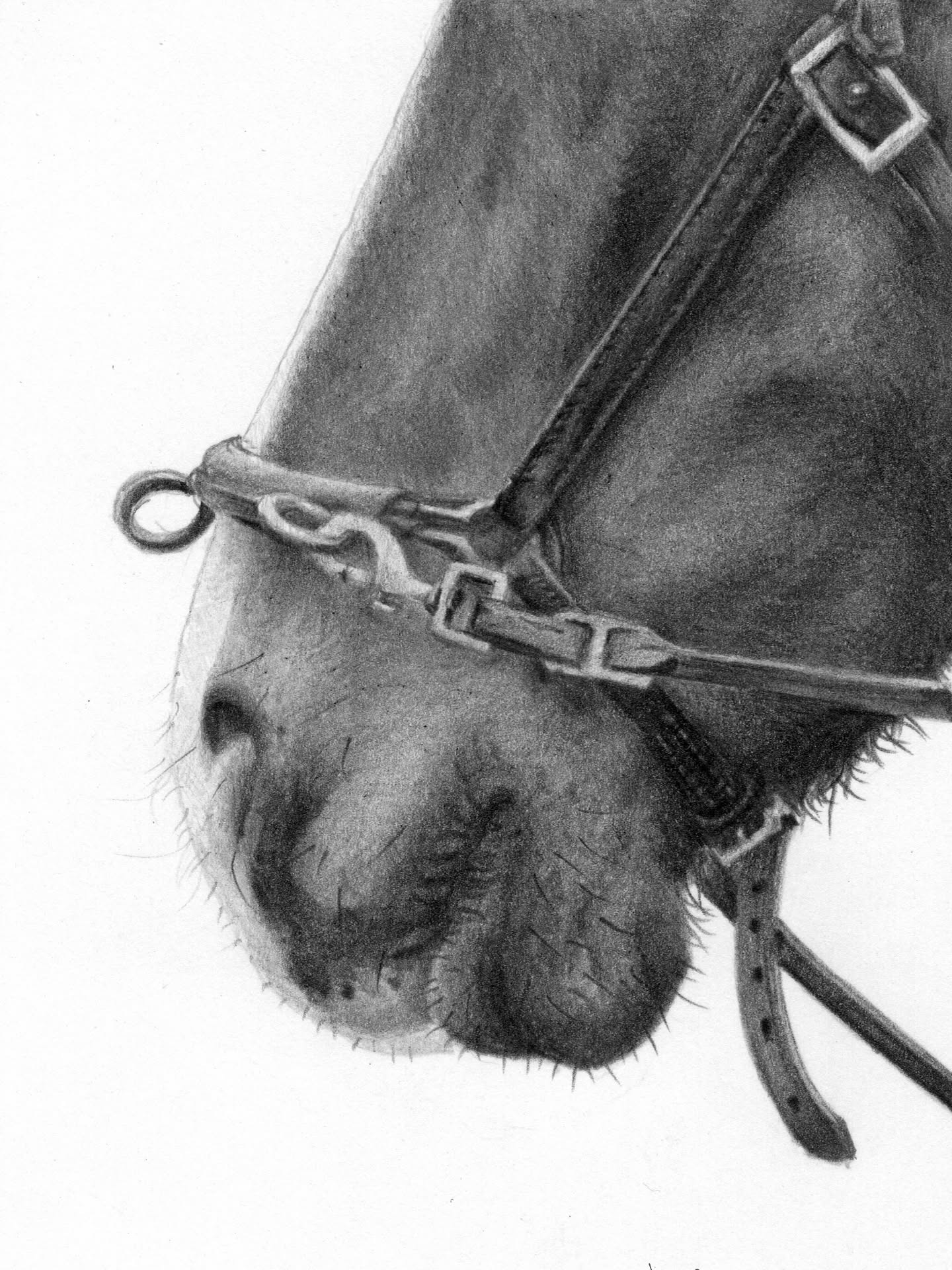 Details vertellen een verhaal - deel 1/3
'Lead the way - 2025' - A6
Beschikbaar als origineel & print
De zomerplanning zit ondertussen helemaal volgeboekt bij Atelier by Erica! In het najaar zijn er vanaf eind oktober nog slechts enkele plaatsen beschikbaar voor opdrachten ♥️
#atelierbyerica #art #horseart #graphiteart #grafietportret