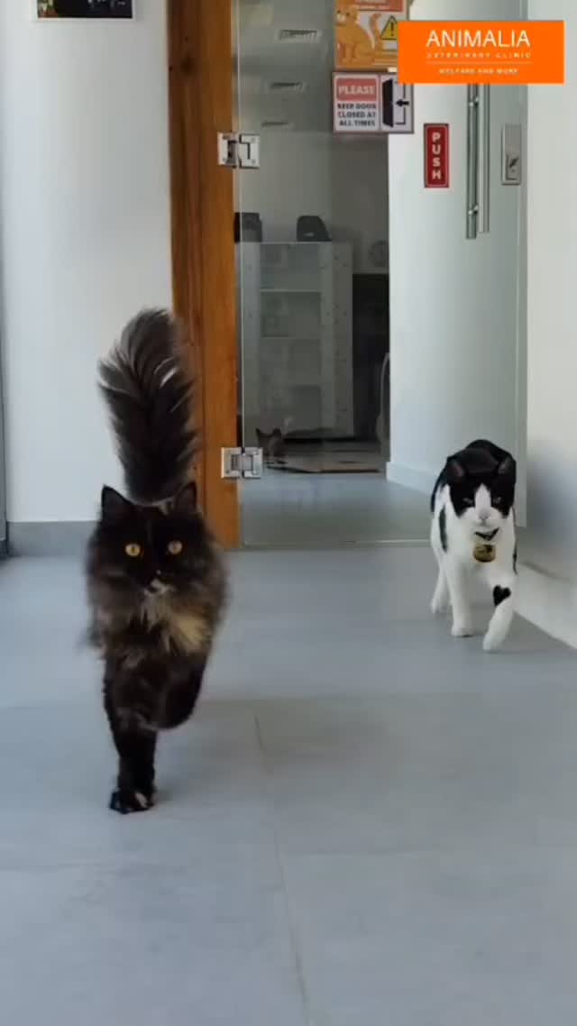 Come and join us this weekend to meet all our adorable cats for adoption.
I would like to thank Cosmopet for kindly supplying the tasty treats for our cats for adoption in this video. They adore them 😻
#animaliauae #uae #loveuae #cats #animals #animalwelfareinschools #communitycats #animalrescue #abudhabi #animalcare #vetclinic #veterinaryhospital #veterinaryclinic#mastersurgeon #surgery #adoptdontshop #catadoption #education #animaliapaws #animalwelfareabudhabi#animalwelfareeducation #youthprograms #sustainability #yearofcommunity #uae2025 @animaliauae #cosmopetuae