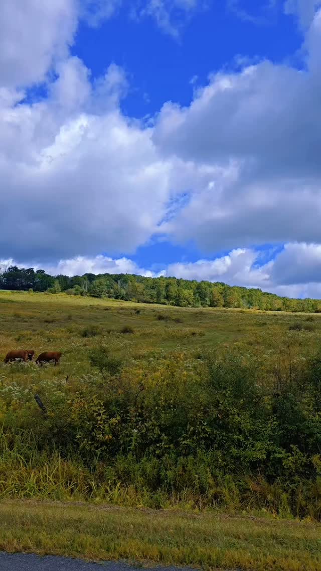 Cows everywhere in upstate NY #cows #cowsofinstagram