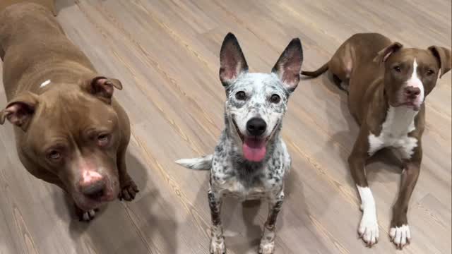 No one:
My dogs: *strike a pose*