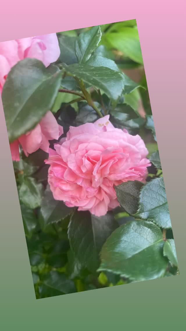 How gorgeous is the rose from my new rose bush I rescued in the garden centre poorly pile