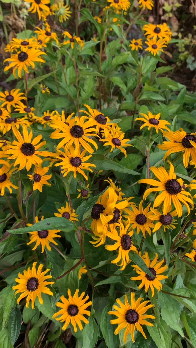 Autumn is with us, and Rudbeckia brings a little cheer to the Drying Green border. This season the garden moves from colours to tones, but pops of brightness do still feature. Autumn is often portrayed as a season of deterioration and gloom, ‘the end of the season’, ‘the time to be cosy in front of the fire’ but, with a little bit of work, beauty, albeit restated, can, and does, remain in the garden for a further three months at least. Welcome to autumn!
If you’re interested in finding out more about our garden in South-east Scotland, you might like to read our regular blog. You can find the link in our profile bio or visit www.thescottishcountrygarden.com. Check out our latest post ‘Wishing Summer farewell.’
#gardenblog #garden #thescottishcountrygarden #scottishcountrygarden #gardenbloguk #scottishgardenblog #headgardenersblog #countrygardenblog
#gardenblogger #autumngarden#scottishgarden #scottishgardener #gardenjournal #scottishgardenjournal #gardendiary #gardenersdiary #oldgarden #walledgarden #oldfashionedgarden #walledgardenblog #gardeninscotland #thegardeninseptember#septembergarden
#gardenwriter #ukgarden #gardensofScotland #gardensofgreatbritain
