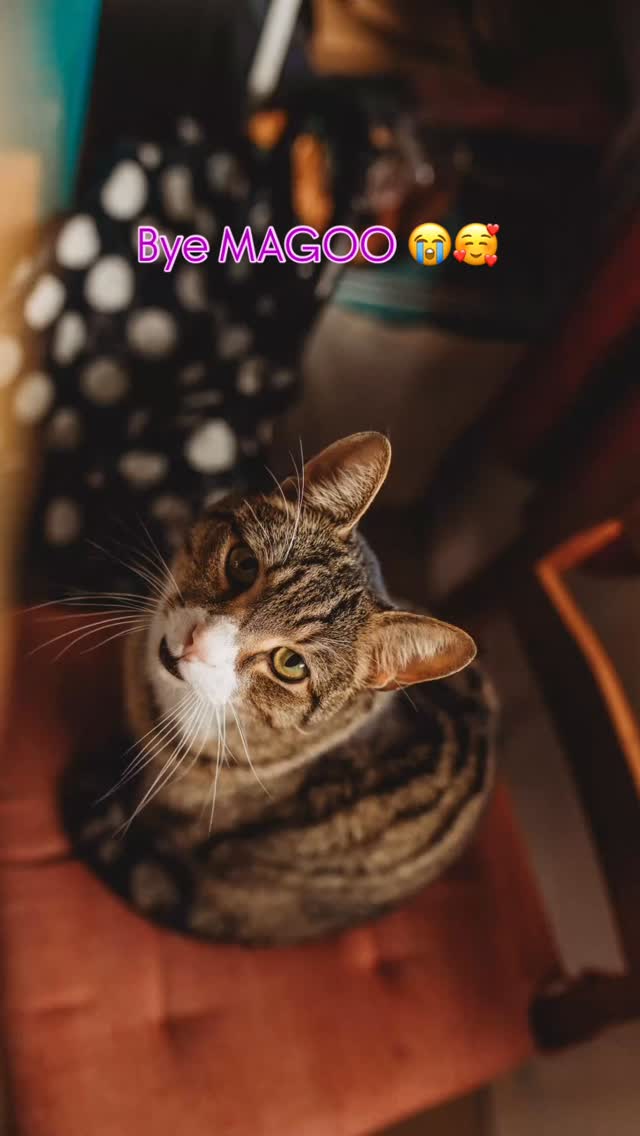 It’s been around 6 weeks of having you Mr Magoo. We love you and hope you find the best forever family.
The @catprotection society Victoria, in Greensborough have been an amazing organisation to foster with. If you want to foster or adopt, go and have wee browse of that their space in Greensborough.
Pets are such a wonderful addition to the family. We aren’t in a position to own a pet but we’ve had such joy fostering over the years. It is sad to say goodbye but always so rewarding knowing you have them a safe place to feel loved and get ready for the next part of their lives.
#catphotogrpahy #cats_of_instagram #familypets❤️ #catprotectionsocietyvictoria