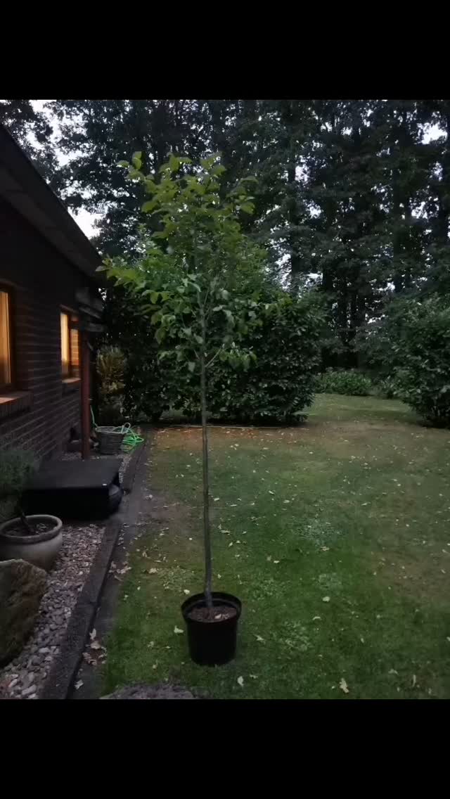 Baumpflanschallens von unserer Volleyball-Mannschaft !!