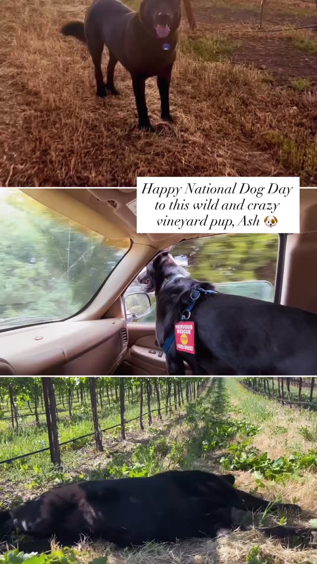 Happy National Dog Day! Ash is our rescue pup from @woodshumanesociety, he is the best addition to our family. He keeps us on our toes and keeps us laughing everyday!